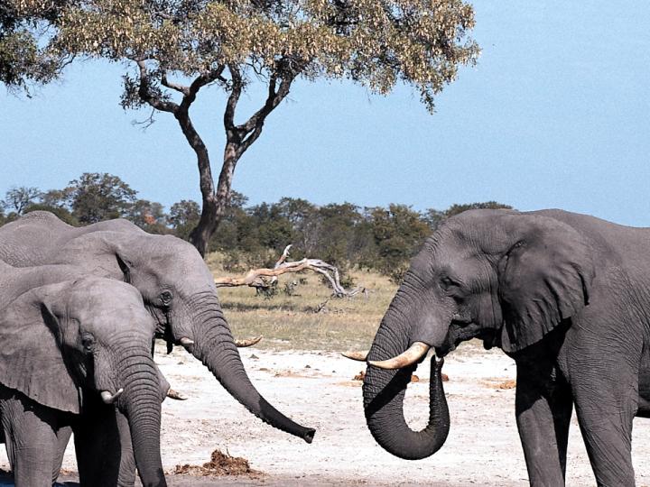 elephants.jpg